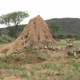 Image for article titled The science of hot cheetahs
